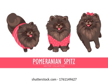 Pomeranian Spitz cream, orange and dark isolated on white background. Cute Pom puppies wearing clothes - sweater, bow. Little dogs. Vector illustration. Fluffy pets. Domestic animals in cartoon style