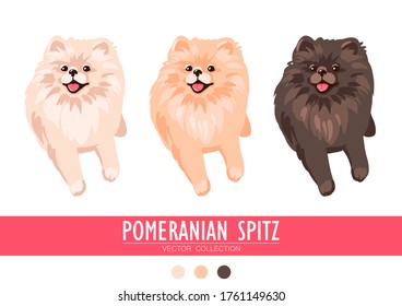 Pomeranian Spitz cream, orange and dark isolated on white background. Cute Poms puppies. Small German spitz. Little dogs. Vector stock illustration. Fluffy pets. Domestic animals in cartoon style.