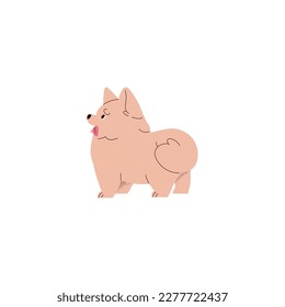 Pomeranian Spitz, cute funny little dog. Fluffy Pom puppy, amusing tiny canine animal, fluffy puppy. Pup, companion doggy, miniature pet. Flat vector illustration isolated on white background