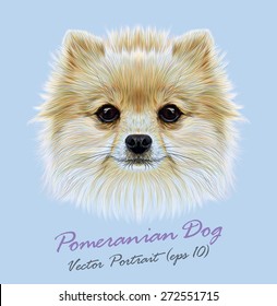 Pomeranian spitz dog animal cute face. Vector funny puppy head portrait. Realistic fur portrait of Pomeranian dog isolated on blue background.