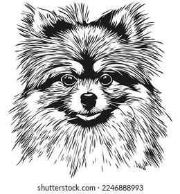 Pomeranian spitz dog black and white vector logo, line art hand drawn vector pets illustration
