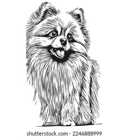 Pomeranian spitz dog black and white vector logo, line art hand drawn vector pets illustration
