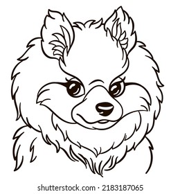 Pomeranian spitz dog cartoon illustration. Animal print for kids t shirt, nursery decor or cute greeting card.