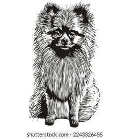 Pomeranian spitz dog hand drawn illustration, black and white vector pets logo line art
