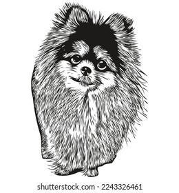 Pomeranian spitz dog hand drawn logo line art vector drawing black and white pets illustration
