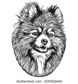 Pomeranian spitz dog hand drawn line art vector drawing black and white logo pets illustration
