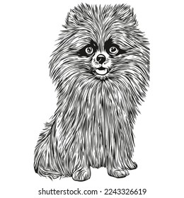 Pomeranian spitz dog hand drawn illustration, black and white vector pets logo line art
