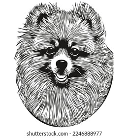 Pomeranian spitz dog hand drawn vector line art drawing black and white logo pets illustration
