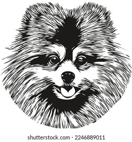 Pomeranian spitz dog hand drawn logo line art vector drawing black and white pets illustration
