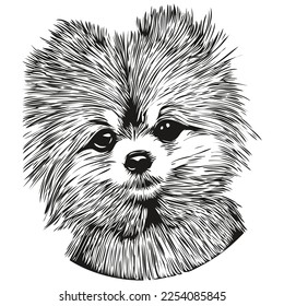 Pomeranian spitz dog hand drawn vector logo drawing black and white line art pets illustration
