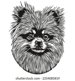 Pomeranian spitz dog line art hand drawing vector logo black and white pets illustration
