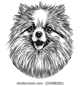 Pomeranian spitz dog line art hand drawing vector logo black and white pets illustration
