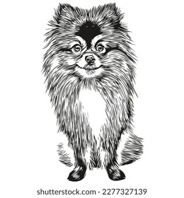 Pomeranian spitz dog logo hand drawn line art vector drawing black and white pets illustration
