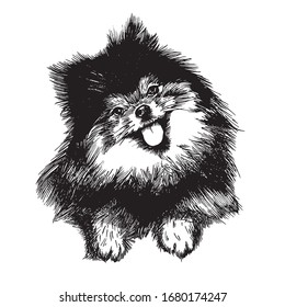 Pomeranian spitz dog puppy hand drawn vector illustration