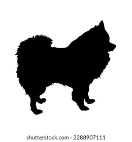 Pomeranian Spitz Dog silhouette. Pet. Animal. Vector isolated. Dog breed