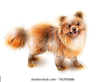 Pomeranian spitz. Dog is the symbol of the Chinese calendar 2018. Animal of 2018. 2018 is the year of the dog.   Animal of the Chinese new year.