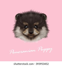 Pomeranian Spitz dog vector illustrated portrait. Cute face of puppy on pink background.