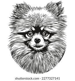 Pomeranian spitz dog vector illustration, hand drawn line art pets logo black and white
