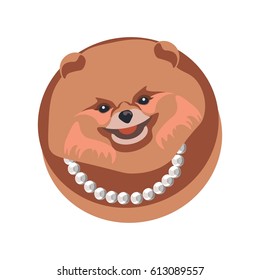 Pomeranian spitz longhaired dog in necklace on white