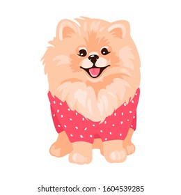 Pomeranian Spitz puppy isolated on white background. Small German spitz. Little dog in clothes sitting. Cute fluffy pet. Domestic animal in cartoon style. Vector stock illustration.