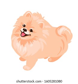 Pomeranian Spitz puppy isolated on white background. Small German spitz. Little dog vector stock illustration. Cute fluffy pet. Domestic animal in cartoon style.