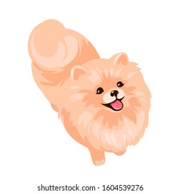 Pomeranian Spitz puppy lying isolated on white background. Small German spitz. Little smile dog vector stock illustration. Cute fluffy pet. Domestic animal in cartoon style.