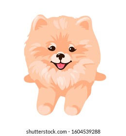 Pomeranian Spitz puppy lying isolated on white background. Small German spitz. Little smile dog vector stock illustration. Cute fluffy pet. Domestic animal in cartoon style.