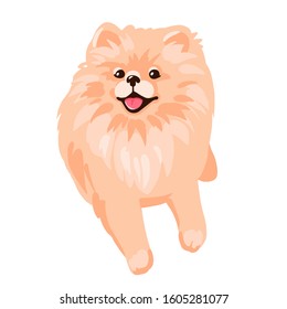 Pomeranian Spitz puppy lying isolated on white background. Small German spitz. Little smile dog vector stock illustration. Cute fluffy pet. Domestic animal in cartoon style.