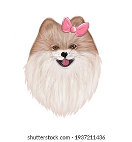 Pomeranian Spitz puppy with pink bow. Spitz Dog Breed, Illustration