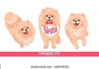 Pomeranian Spitz set isolated on white background. Cute Poms puppies. Small German spitz. Little dogs. Vector stock illustration. Fluffy pets. Domestic animals in cartoon style.