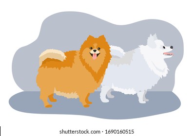 Pomeranian Spitz set isolated on white background. Cute puppies. Small German spitz. Little dogs. Vector stock illustration. Fluffy pets. Spitz white and brown. Domestic animals in cartoon style.