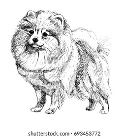 Pomeranian spitz sketch