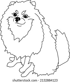 Pomeranian spitz. Small dog. Black and white sketch. Vector pet illustration.