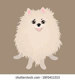 Pomeranian spitz. Small dog. Vector pet illustration.