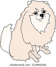 Pomeranian spitz. Small dog. Vector pet illustration.