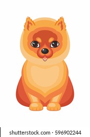 Pomeranian Spitz. Vector image of a cute purebred dogs in cartoon style.