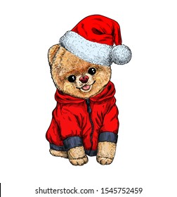 Pomeranian toy dig dressed in red hoodie and santa hat, hand drawn vector illustration. Christmas cute character. 
