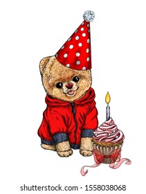 Pomeranian toy dig dressed in red hoodie and birthday hat, small cupcake is beside, hand drawn vector illustration.