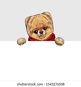 Pomeranian toy dog dressed in red hoodie, holding white banner in his paws. Hand drawn vector illustration.