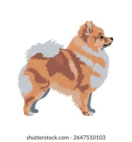 Ilustração do vetor da Pomerânia no perfil lateral - corpo cheio fofo no branco, ilustração do vetor 2D