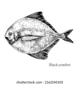 Pomfret fish hand drawn realistic illustration