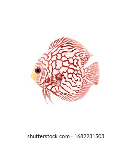 Pompadour fish (discus) have a silver white scales and red body, Beautiful shapes,For an aquarium,On a white background,Vector illustration,Isolated.