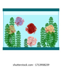 Pompadour fish and green algae In the fish tank, for interior decoration, for home decoration,Isolated on a white background, minimal style, vector illustration.
