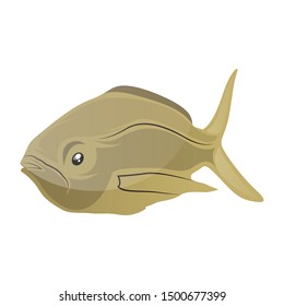 Pompano Fish Vector Illustration Isolated On White Background