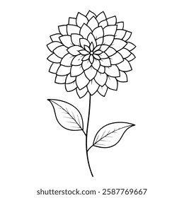 Pompon Dahlia-flower vector - Dahlia line-art vector on a white background