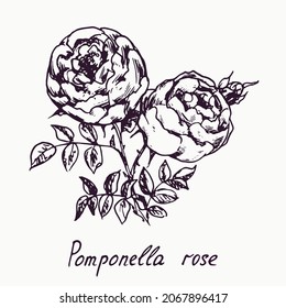 Pomponella rose, flower, leaves and buds, doodle ink drawing with inscription, vintage style woodcut