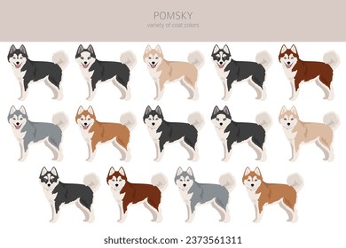 Pomsky clipart. Pomeranian Husky mix. Different coat colors set.  Vector illustration