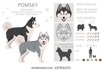 Pomsky clipart. Pomeranian Husky mix. Different coat colors set.  Vector illustration