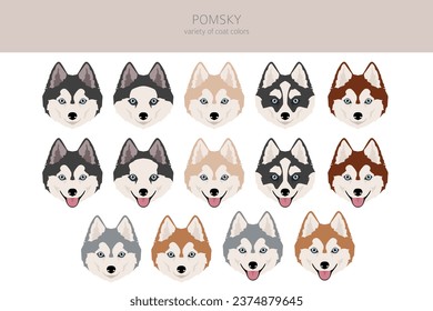 Pomsky clipart. Pomeranian Husky mix. Different coat colors set.  Vector illustration