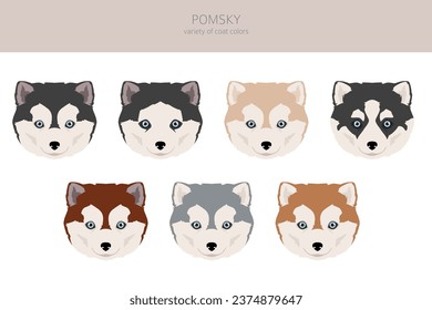 Pomsky clipart. Pomeranian Husky mix. Different coat colors set.  Vector illustration